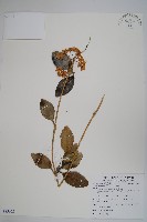 毬蘭藏品圖，第1張