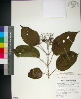 臭娘子藏品圖，第1張