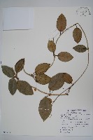 毬蘭藏品圖，第1張