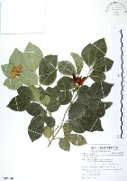 長果月橘藏品圖，第1張