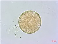 皮孫木藏品圖，第2張