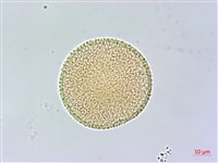 皮孫木藏品圖，第3張