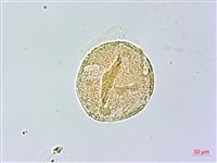 皮孫木藏品圖，第4張