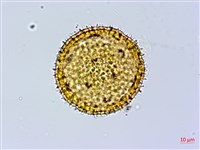 縮葉黃細心藏品圖，第1張