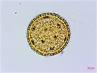 縮葉黃細心藏品圖，第2張