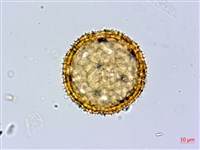 縮葉黃細心藏品圖，第3張