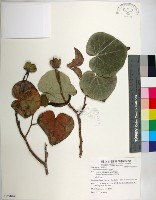 黃槿藏品圖，第1張