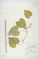 紅花野牽牛藏品圖，第1張