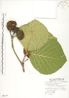 欖仁舅藏品圖，第1張