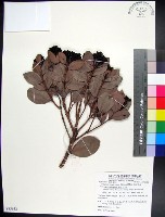 疏脈赤楠藏品圖，第1張