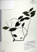 蘭嶼柿藏品圖，第1張