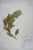 蘭嶼念珠藤藏品圖，第1張