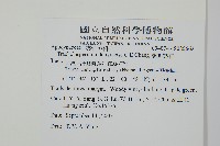 蘭嶼絡石藏品圖，第2張