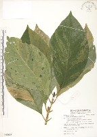 錫蘭玉心花藏品圖，第1張