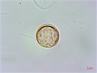 菲律賓扁葉芋、蘭嶼扁葉芋藏品圖，第2張