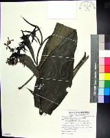 白鶴蘭藏品圖，第1張