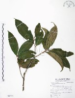 大花赤楠藏品圖，第1張