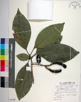 腰果楠藏品圖，第1張