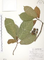 豬母乳、水同木藏品圖，第1張