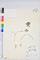 荸艾類大戟藏品圖，第1張