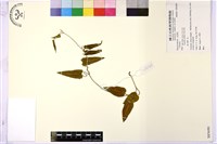 登錄號:S085690藏品圖，第1張