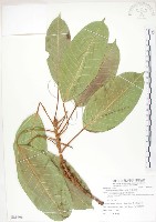 大葉雀榕、大葉赤榕藏品圖，第1張