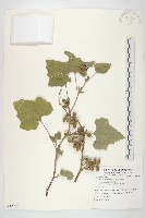 蒼耳、羊帶來藏品圖，第1張