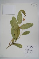 小刺山柑藏品圖，第1張