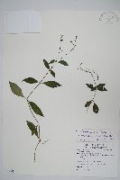 針刺草藏品圖，第1張