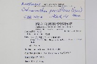 針刺草藏品圖，第2張