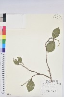 枯里珍藏品圖，第1張