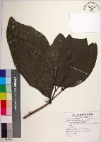 皮孫木藏品圖，第1張