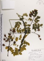 楝、苦楝藏品圖，第1張