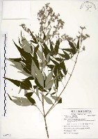 黃荊藏品圖，第1張