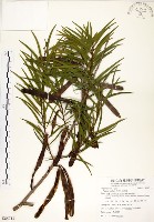 相思樹藏品圖，第1張