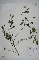 密毛假黃楊藏品圖，第1張