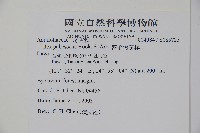 密毛假黃楊藏品圖，第2張