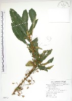 同蕊草、異色線柱苣苔藏品圖，第1張