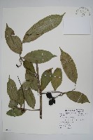 登錄號:S085730藏品圖，第1張