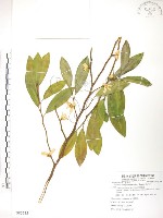 烏心石藏品圖，第1張