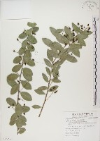 魯花樹藏品圖，第1張