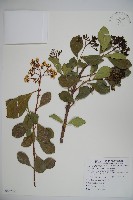 珊瑚樹藏品圖，第1張