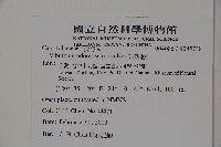 珊瑚樹藏品圖，第2張