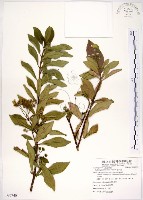 華八仙藏品圖，第1張