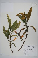 長穗馬藍藏品圖，第1張