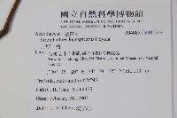 長穗馬藍藏品圖，第2張