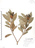 豬腳楠藏品圖，第1張