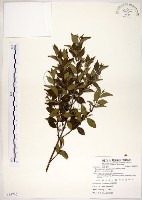 十子木、加入舅藏品圖，第1張