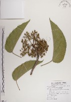 蘭嶼蘋婆藏品圖，第1張