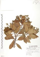 豬腳楠藏品圖，第1張